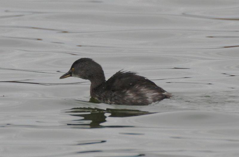 Least Grebe 011709 019.jpg